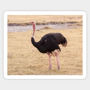 Ostrich Sticker